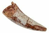 Fossil Phytosaur Tooth - New Mexico #192588-1